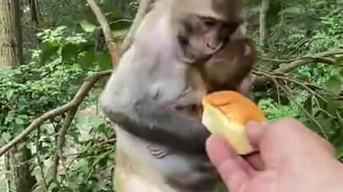 Cute Monkey China & Funny Love monkey| Animals Love