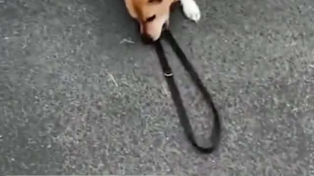 What happens when you let go of the leash # The joy of having a dog