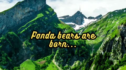 Animal Facts Panda Bear Cubs #shorts