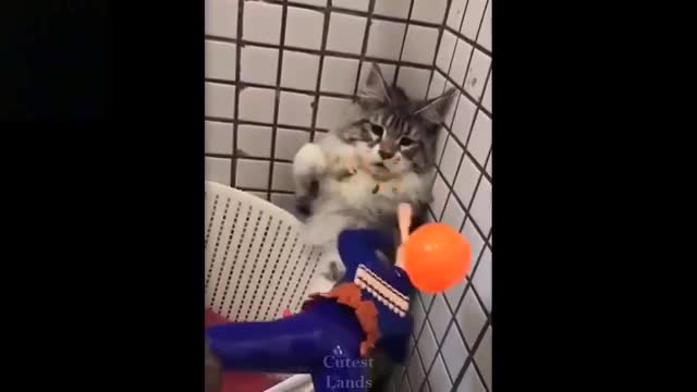 💗Cute And Funny Pets | Try Not To Laugh To These Pets Compilation #7💗 Cutest Lands