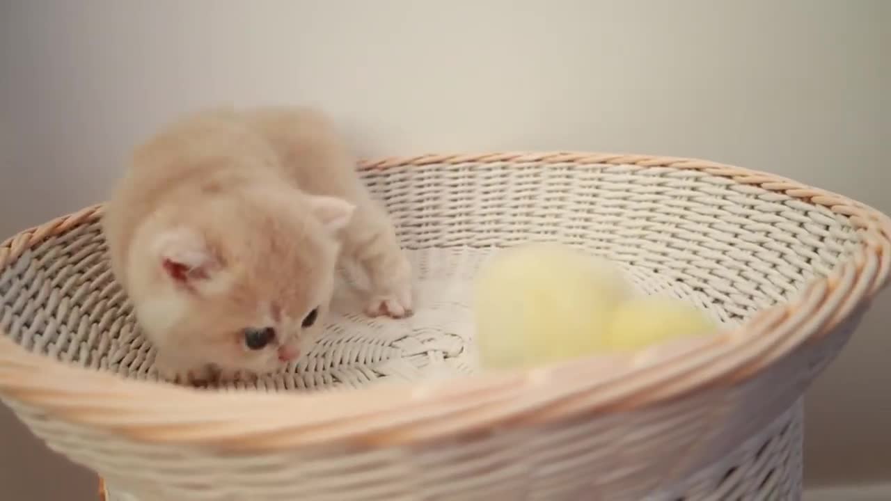 Kittens walk with a tiny chicken