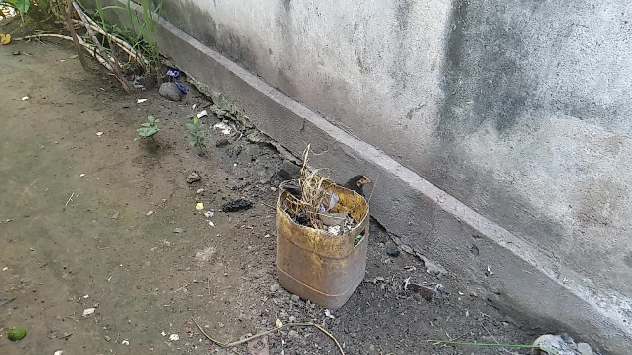 I gave my chicken a scare