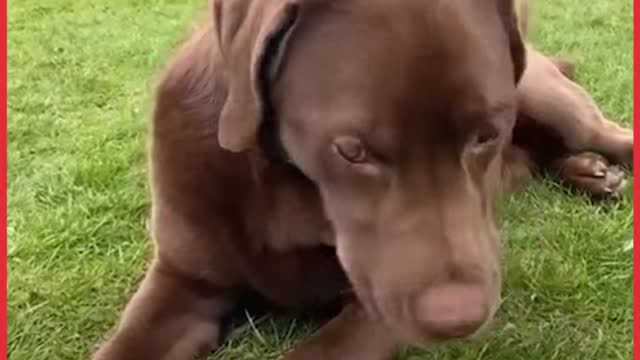 Rating Things My Dog Steals