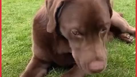 Rating Things My Dog Steals