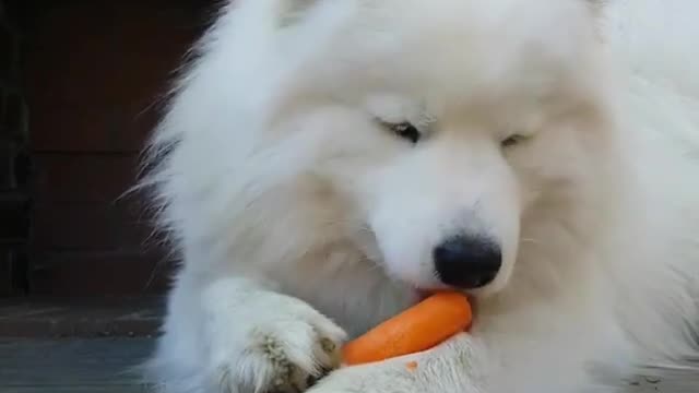 The dog is New Dog Videos an apple The dog is eating | new dog video