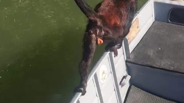 Hero Fishermen Rescue Monkey With Life Jacket