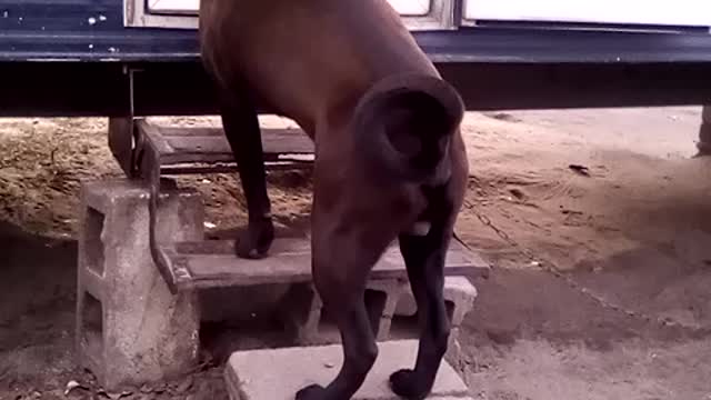 few of my dogs
