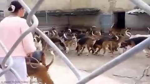 Most Trained & Disciplined Dogs in The World!