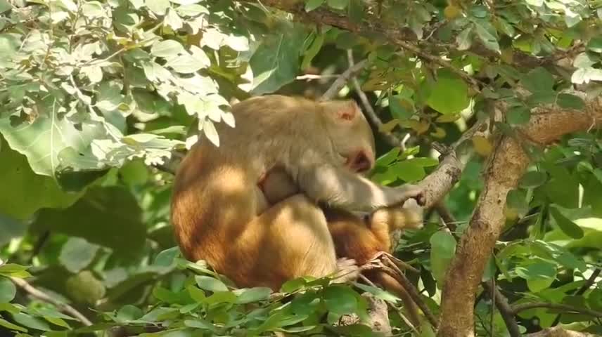 Macaco engraçado sortou um pum kkkk