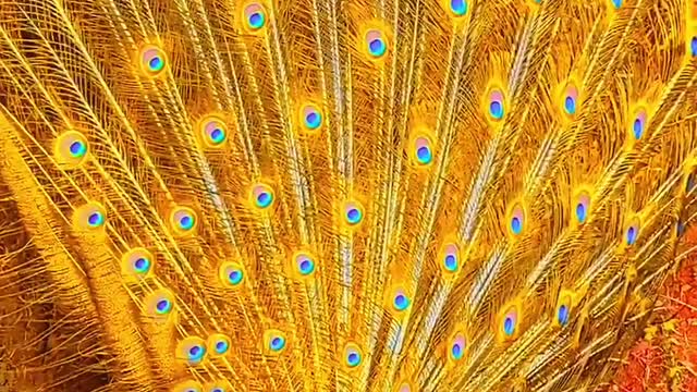 peacock fanning out its tail in a splash of colours