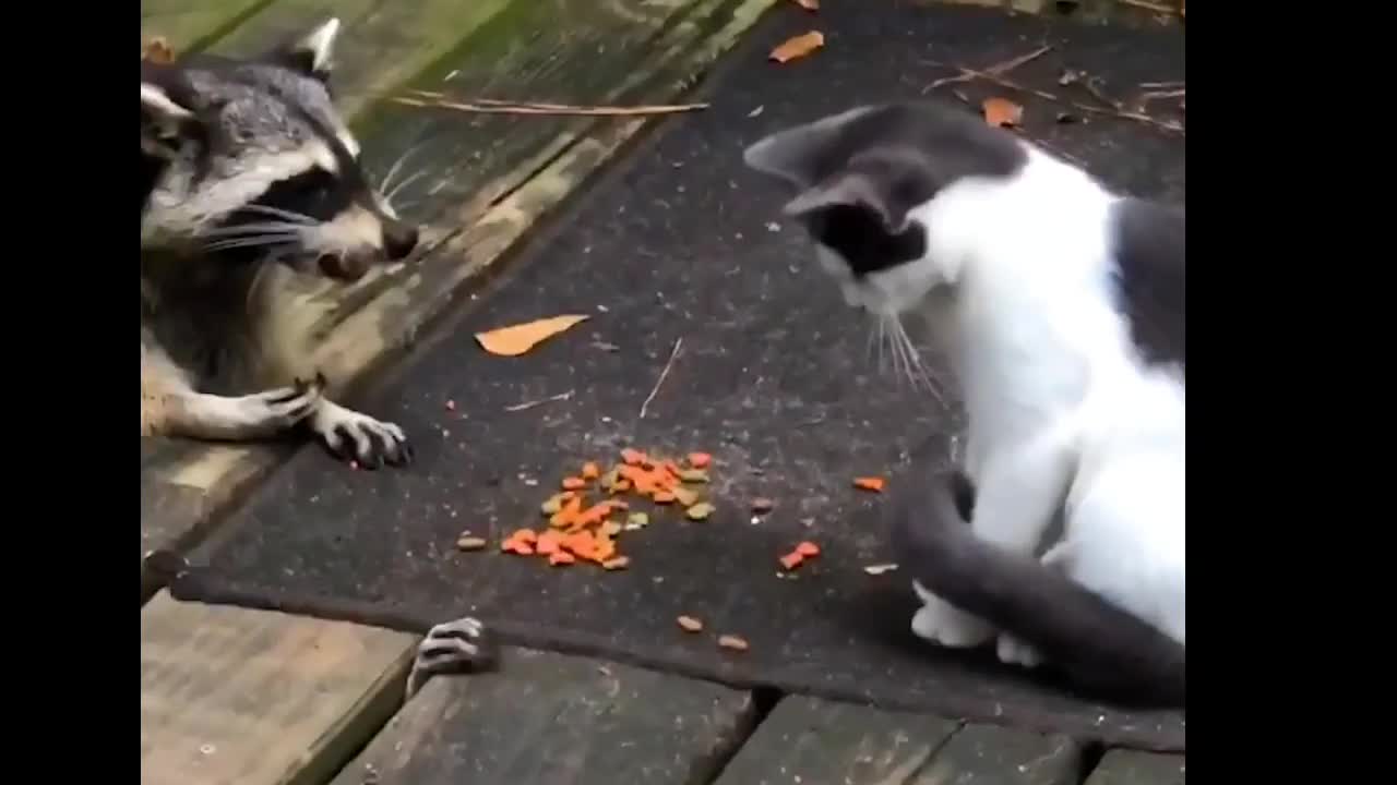 Cat disturbing on dinner party angry cat fighting on dinner party see cute cats videos