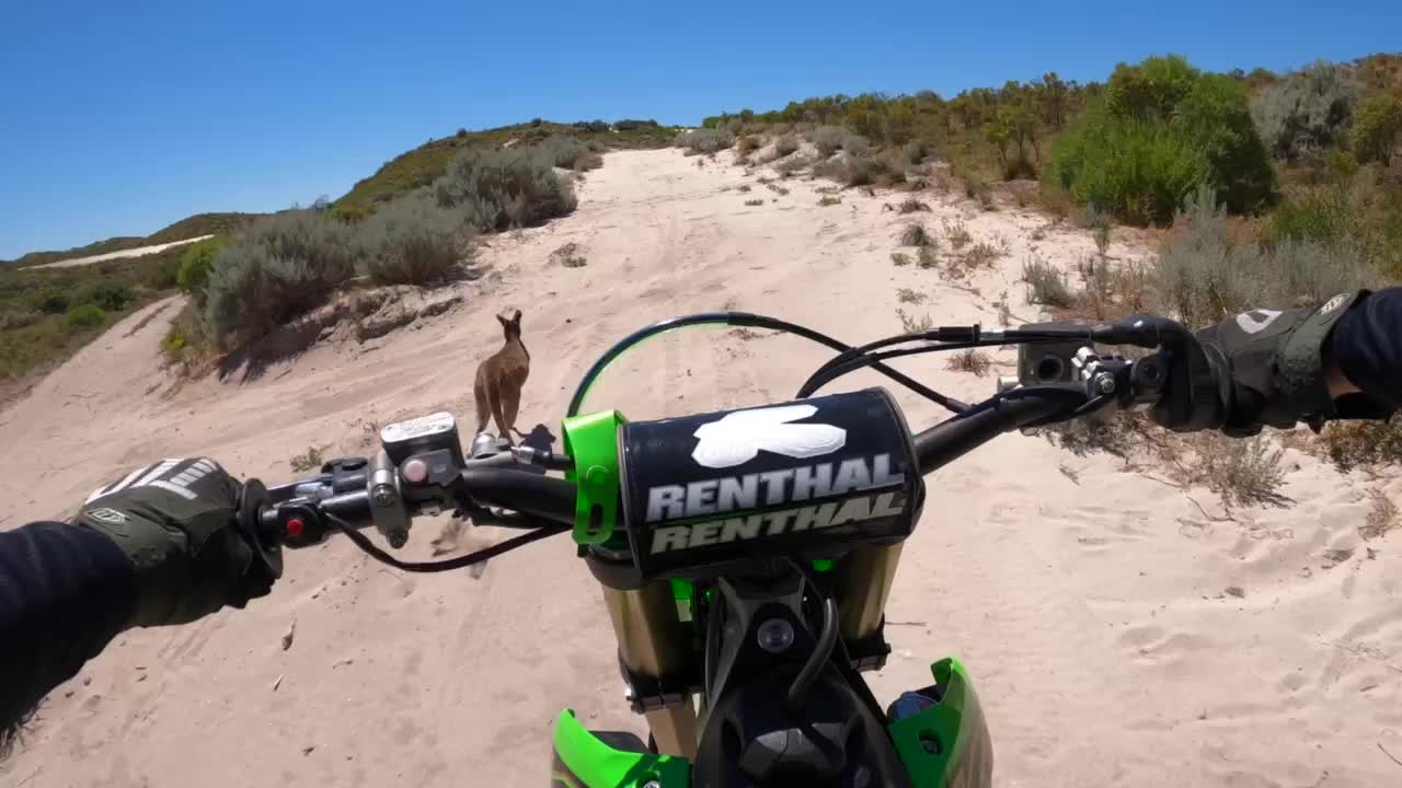 Ruined skippy’s morning run 😯🦘😆