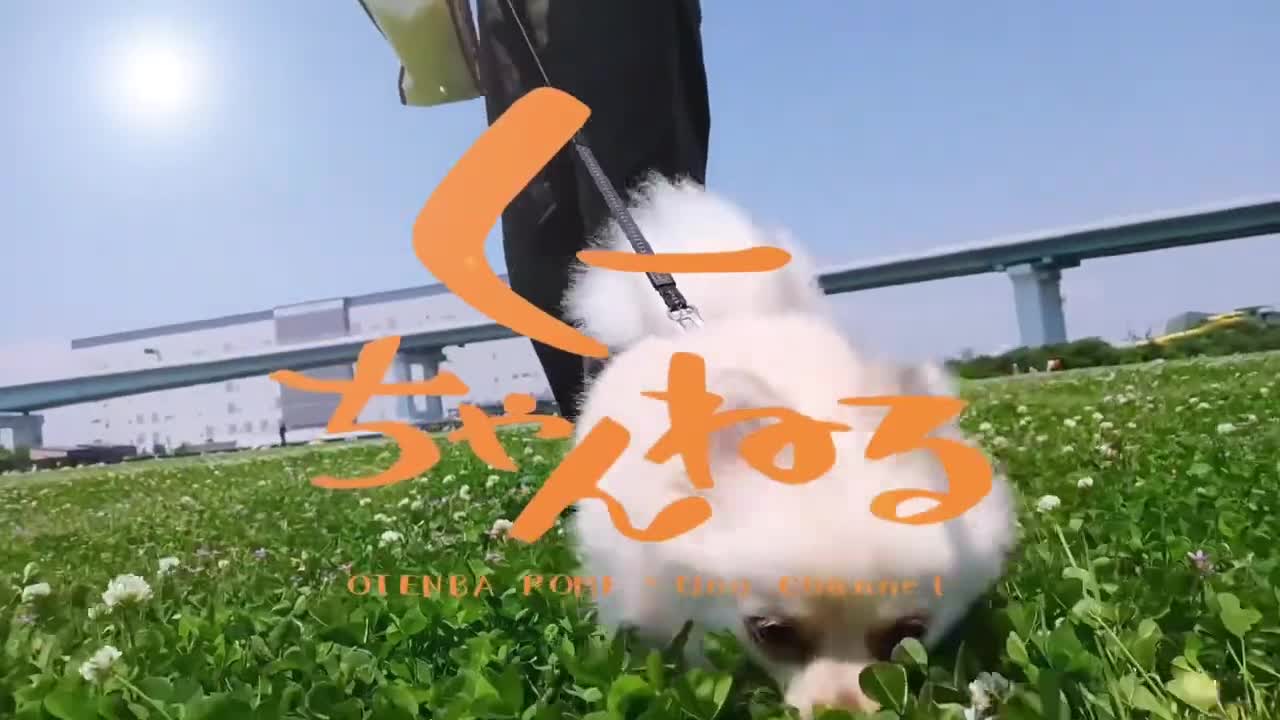 先生が28歳を迎えました【ポメラニアン】