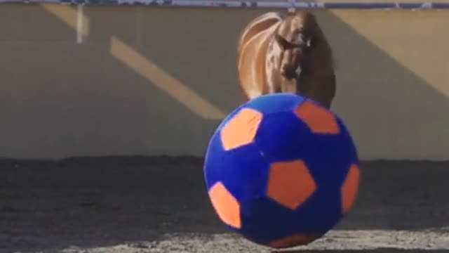 Juguetón caballo juega con pelota de fútbol gigante