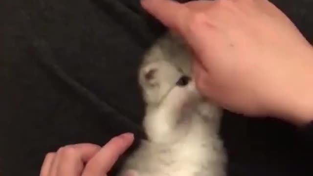 Like this 💕 if she’s cute 🥰. Love cats? Like & Share