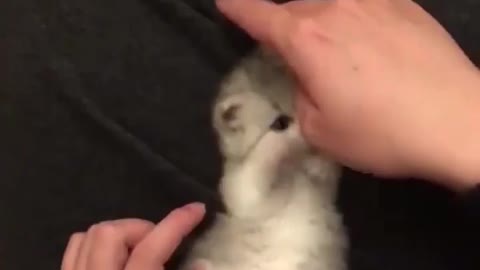 Like this 💕 if she’s cute 🥰. Love cats? Like & Share