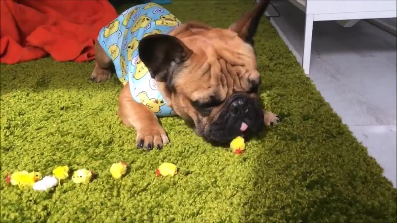 Funny French Bulldogs Compilation