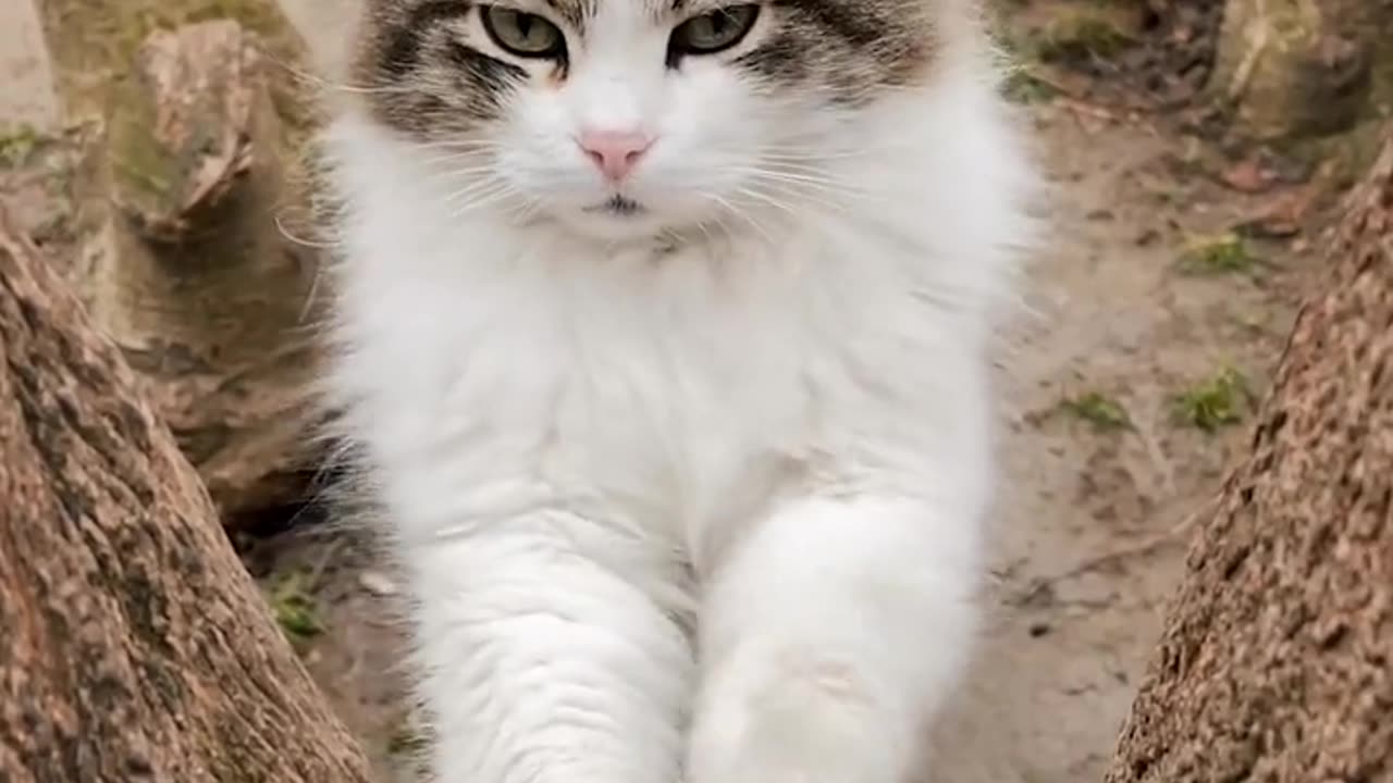 Beautiful cat waitng some thing and acting beautifully