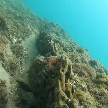 Octopus blends with the background in the crystal clear water