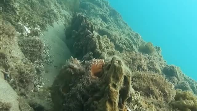 Octopus blends with the background in the crystal clear water