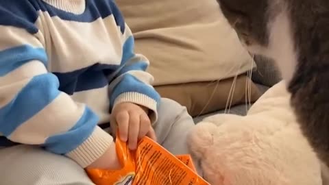Funny cats video