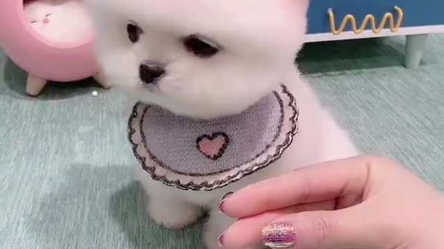 |Cute Dog| Dog Pretends Like a Girlfriend |Funny Cute Dog Compilation|