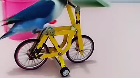 PARROT TALENT