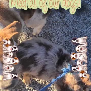 Meet our dogs