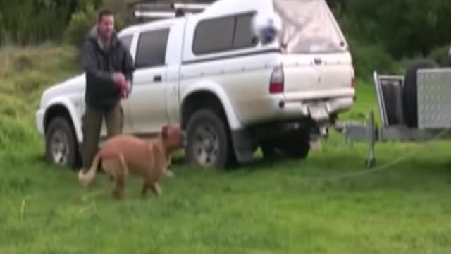 Funny Animals