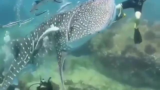 Whale shark closely investigates a diver while swimming nearby