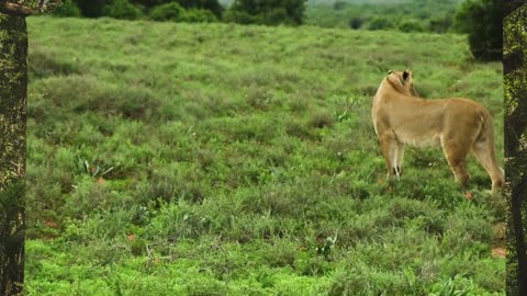 wild lions.