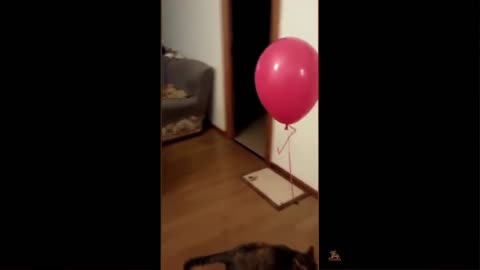 Little cat reaction to air ballon