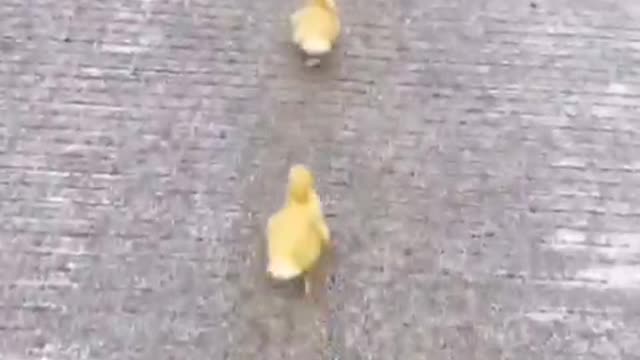 This duck-duck queue is so neat