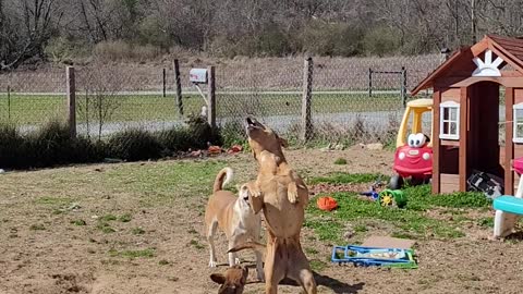 Dogs Trying to Catch The Drone