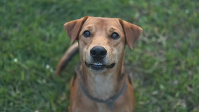 Charlie the dog plays in the park
