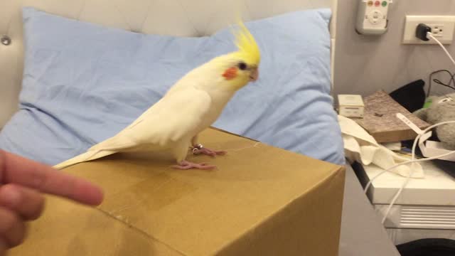 Tap Dancing Cockatiel