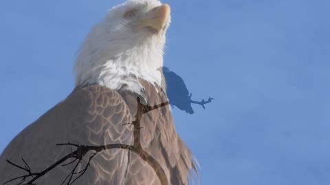 American Bald Eagle - Windsor CO