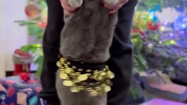 dancing cat