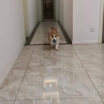 CAITEC Dog Toys Squeaking Bouncing Ball Durable Floatable Springy Pet Toys