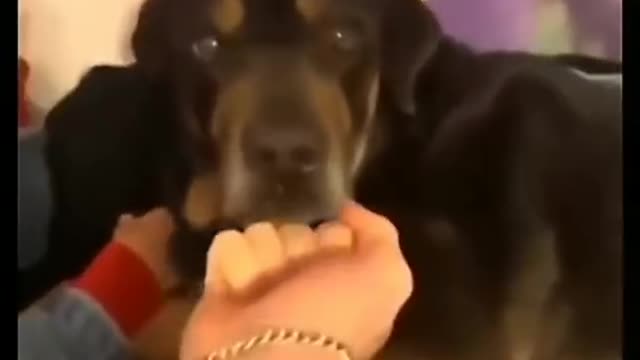 Cute Dog funny video