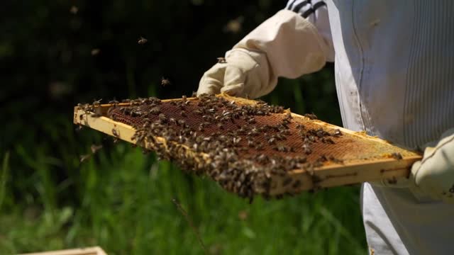 Collecting honey from the most beautiful honey apiaries