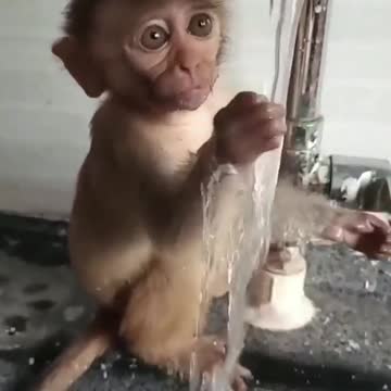 Look at this baby monkey🐒