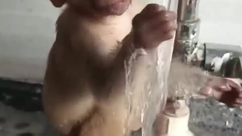 Look at this baby monkey🐒