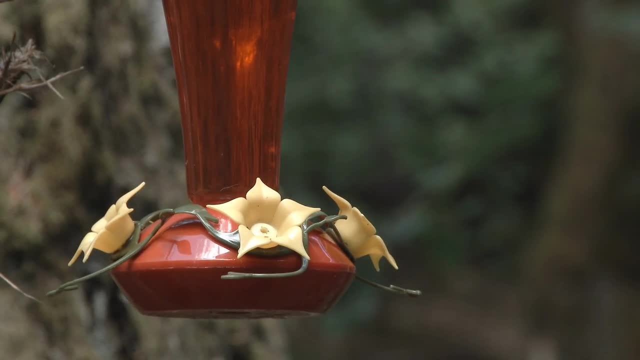 A Charm Of Hummingbirds At Feeder