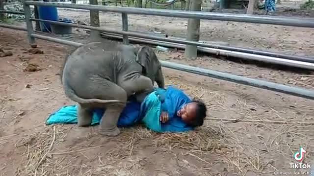 Baby elephant playing game