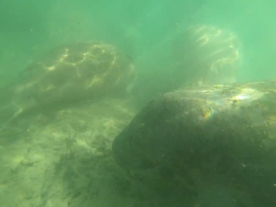 Manatee Crystal River Florida Dec. 27 2020