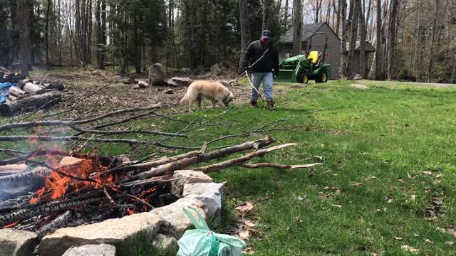 Pablo the Golden Retriever helps with Spring Clean up