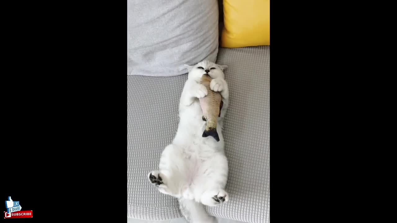 Try not to laugh🤭🤭