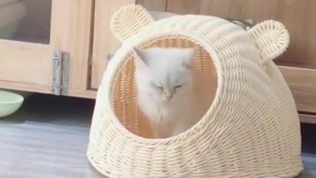 lovely and funny cute kittens