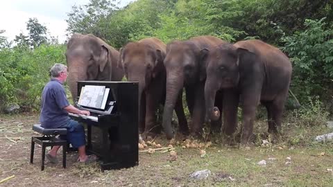 Concert For Elephants (Beethoven)